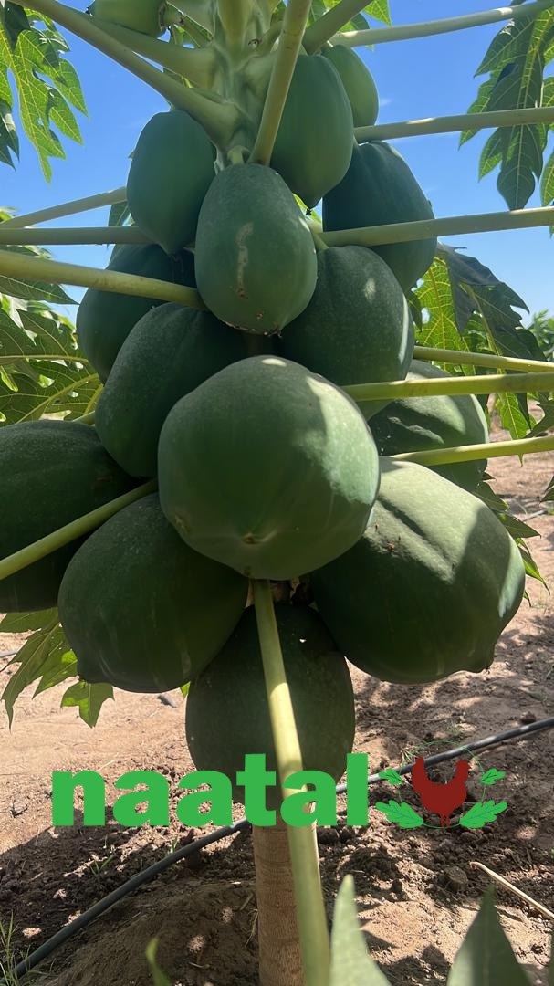 Comment réussir la culture de la papaye au Sénégal : l’expérience d’une ferme familiale à Toubacouta
