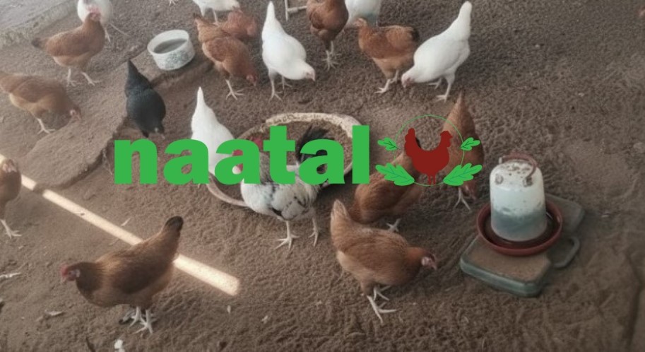 Élevage de poulets locaux au Sénégal : les réalités du terrain que peu de gens racontent